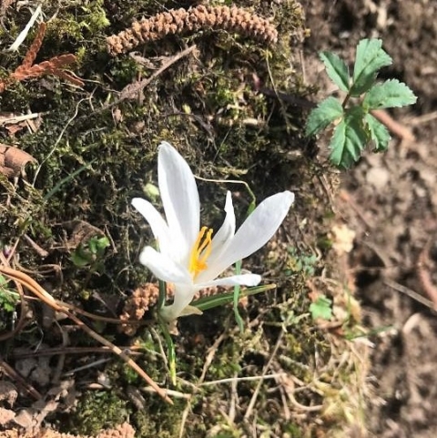 White flower bud German Alps Spring 2018