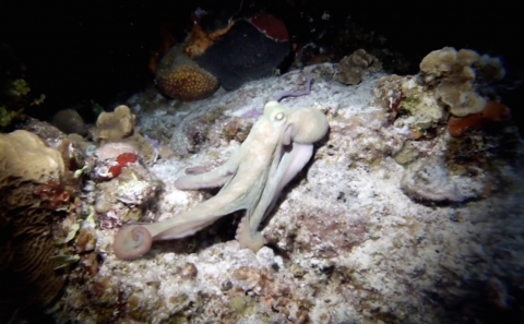 Octopus deep sea inspiration
