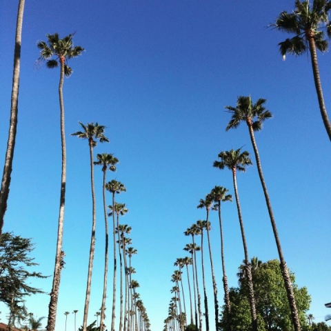 K Brunini, Jewels, Southern California, California, Palm Trees