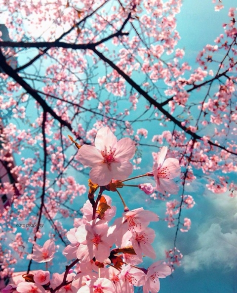 Spring, Flower, Blossom, K Brunini
